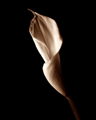 weiße calla © FotoDesignPP