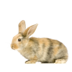 Obraz premium lapin sur fond blanc
