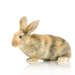 lapin sur fond blanc