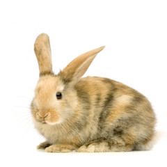 Fototapeta premium lapin sur fond blanc