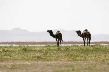 chameau - dromadaire dans le desert