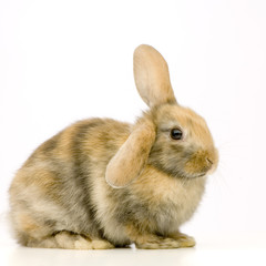 lapin sur fond blanc
