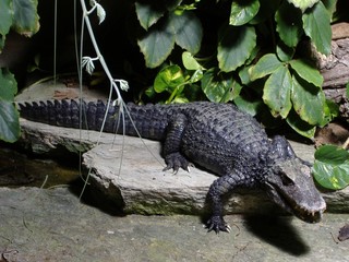 alligator