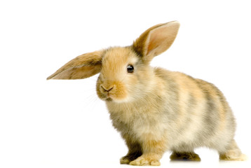 lapin sur fond blanc