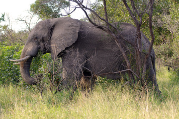 elefantenbulle im afrikanischen busch