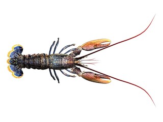 homard lobster - 1560219