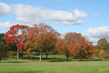 Naklejka premium autumn colors