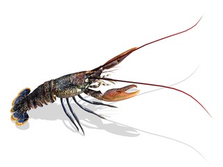 homard lobster