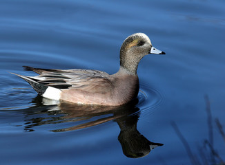 widgeon