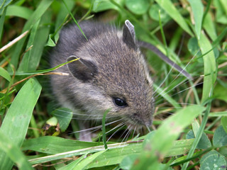 mouse in the grass