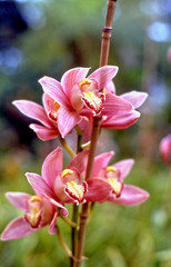 orchidee9