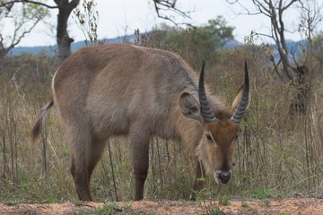 waterbuck feeding