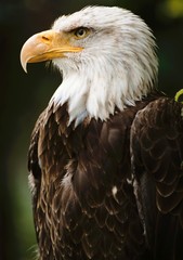 bald eagle