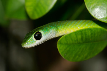 green bush snake