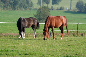 zwei westernpferde auf der koppel.