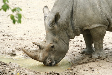 Obraz premium animaux 095