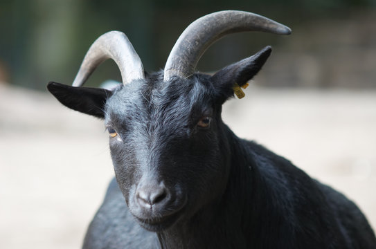 portrait of a black goat