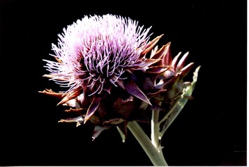 carciofo