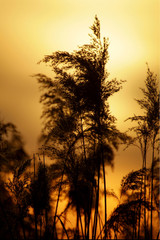 Obraz premium rushes at sunset