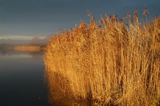 Lakeside Rushes At Sunset