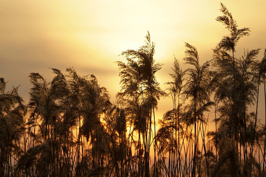 Rushes At Sunset