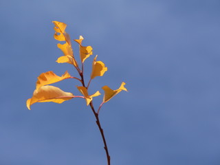 fall
