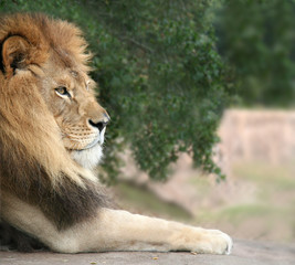 resting lion
