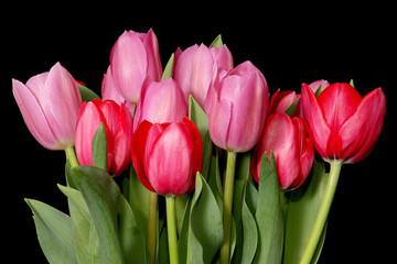 tulip display