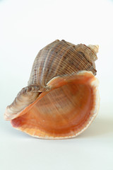 sea shell