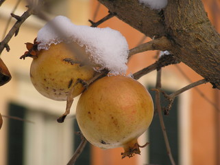 melograni sotto la neve