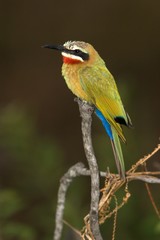 bee-eater