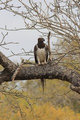 martial eagle
