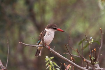 striped kingfisher