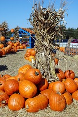 dried corn stalks and pumpkins