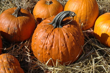 bumpy pumpkin