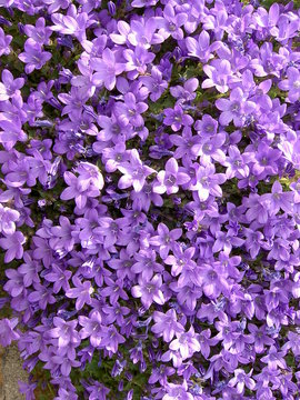 fleurs violette