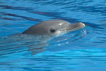 Naklejka premium dolphin swimming in blue water