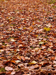 autumn in the park