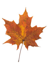 single fall leaf