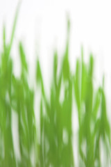 Fototapeta na wymiar green grass blured