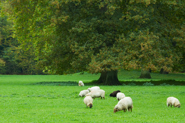 autumn in the park