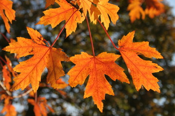 close-up of backlit maple leaves