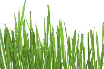 green grass, horizontal format