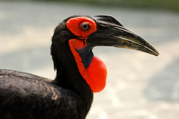 ground hornbill (bucorvus leadbeateri)