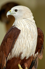 bird, an eagle