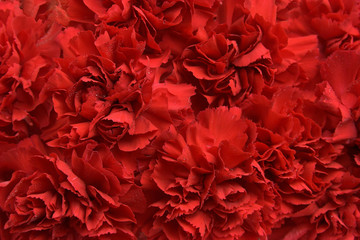 red carnations - obrazy, fototapety, plakaty