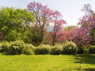  the tree pink colors blossoms