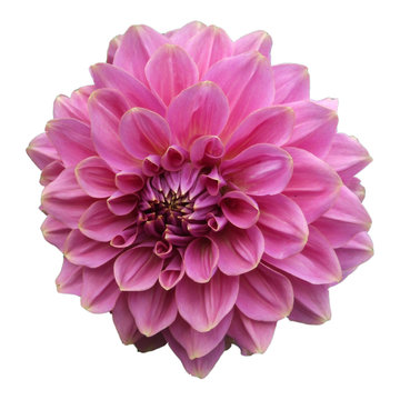 coeur rose