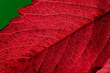 Fototapeta premium red leaf structure
