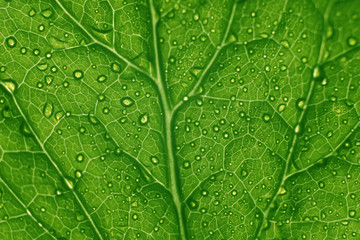 green leaf structure